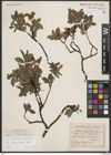 Foto von Salix breviserrata Flod.